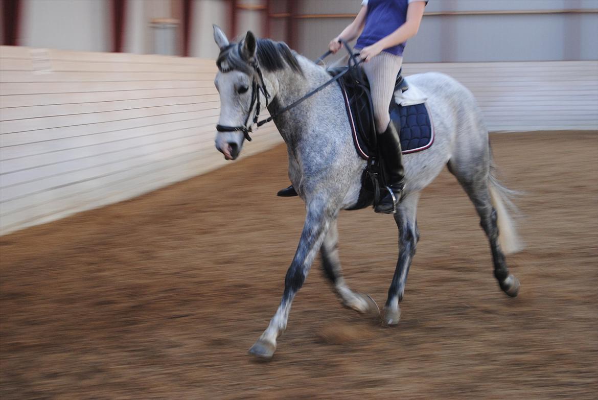 Sportsaraber (A)  Riisgaards Sassi billede 18