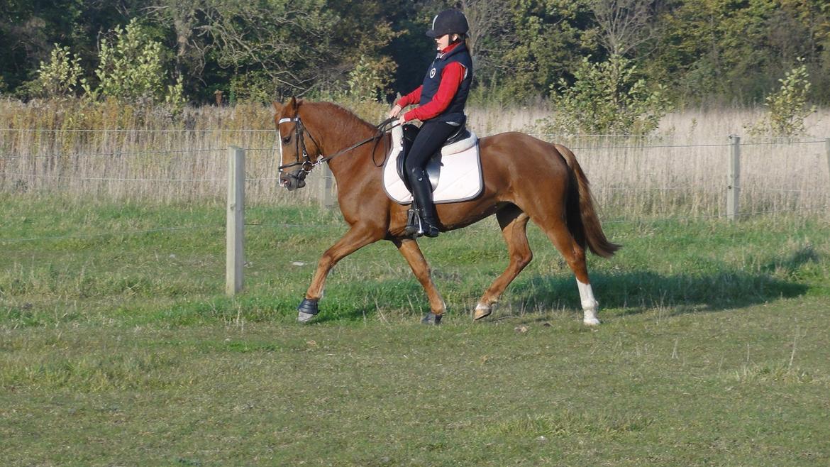 Welsh Cob (sec D) Flora <<3 billede 13