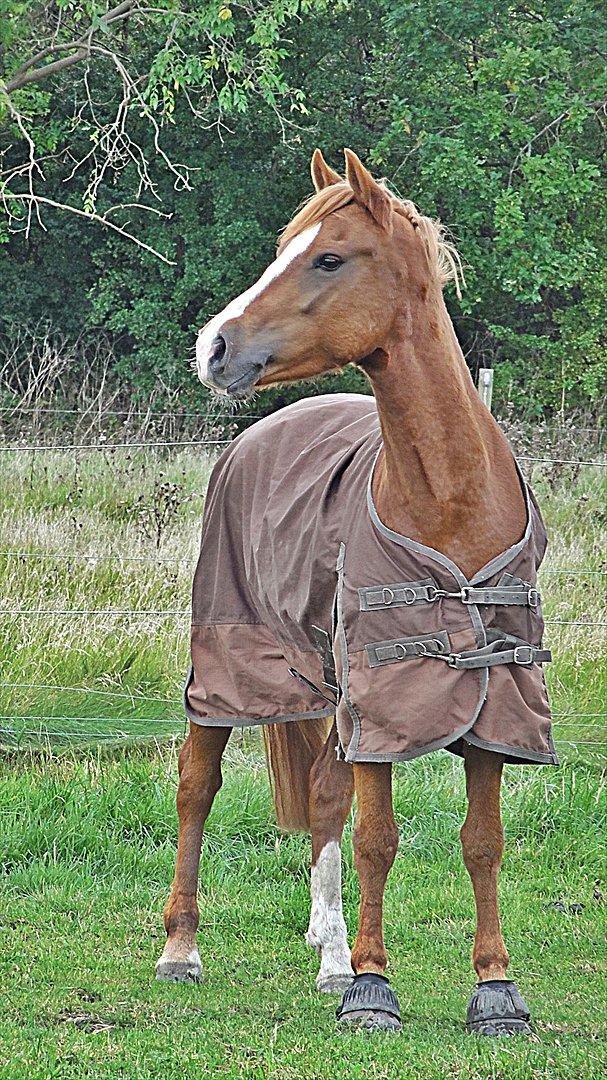 Welsh Cob (sec D) Flora <<3 billede 17