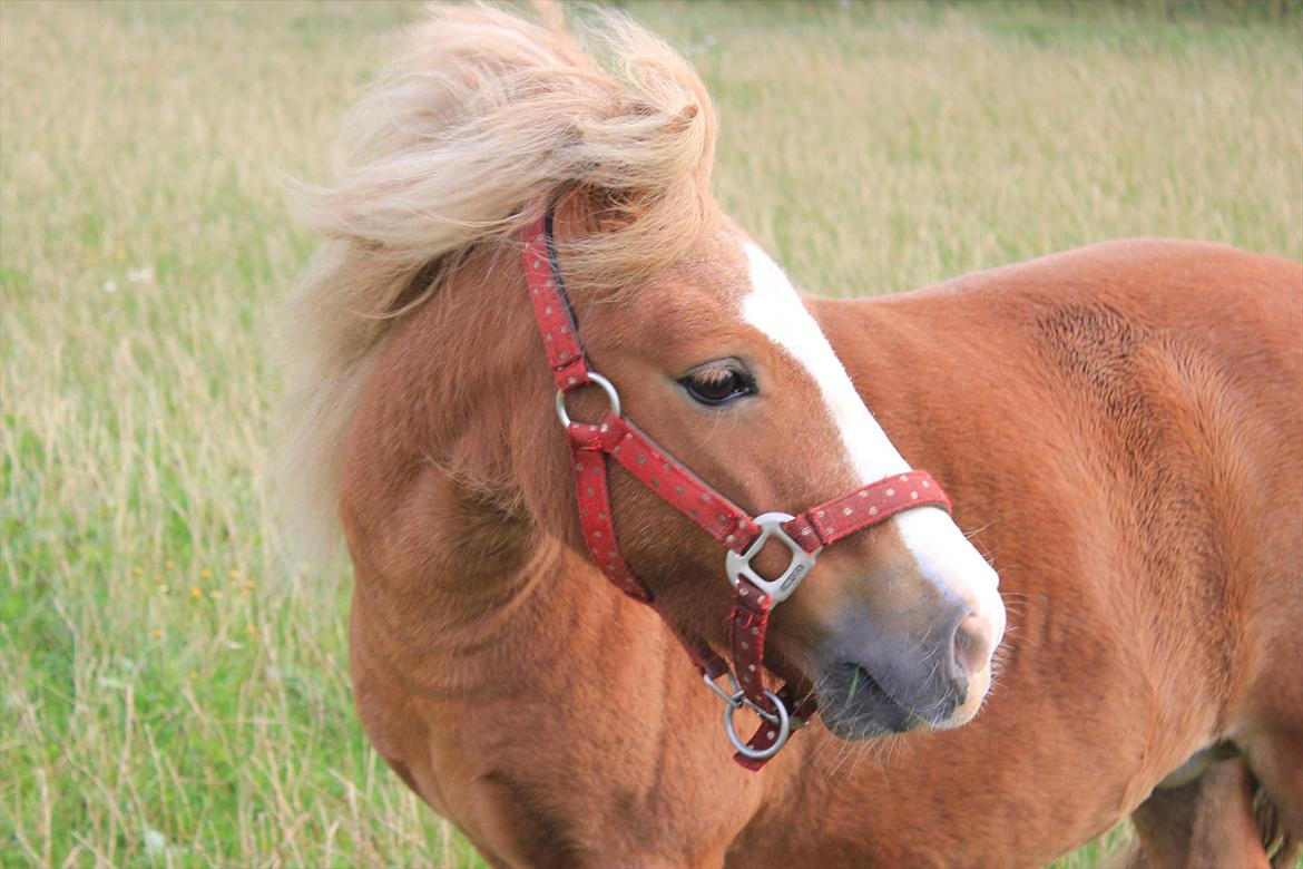 Anden særlig race Sippe. I'll never forget you<3. billede 8