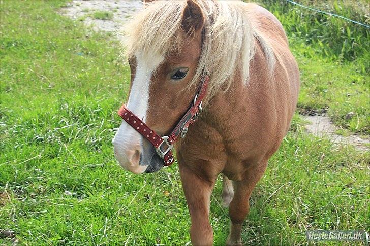 Anden særlig race Sippe. I'll never forget you<3. - Elsker stemningen på det her billede :D<3. billede 13