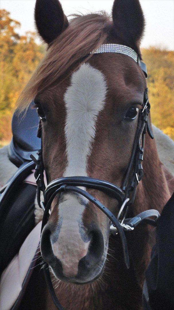 Welsh Cob (sec D) Flora <<3 billede 11