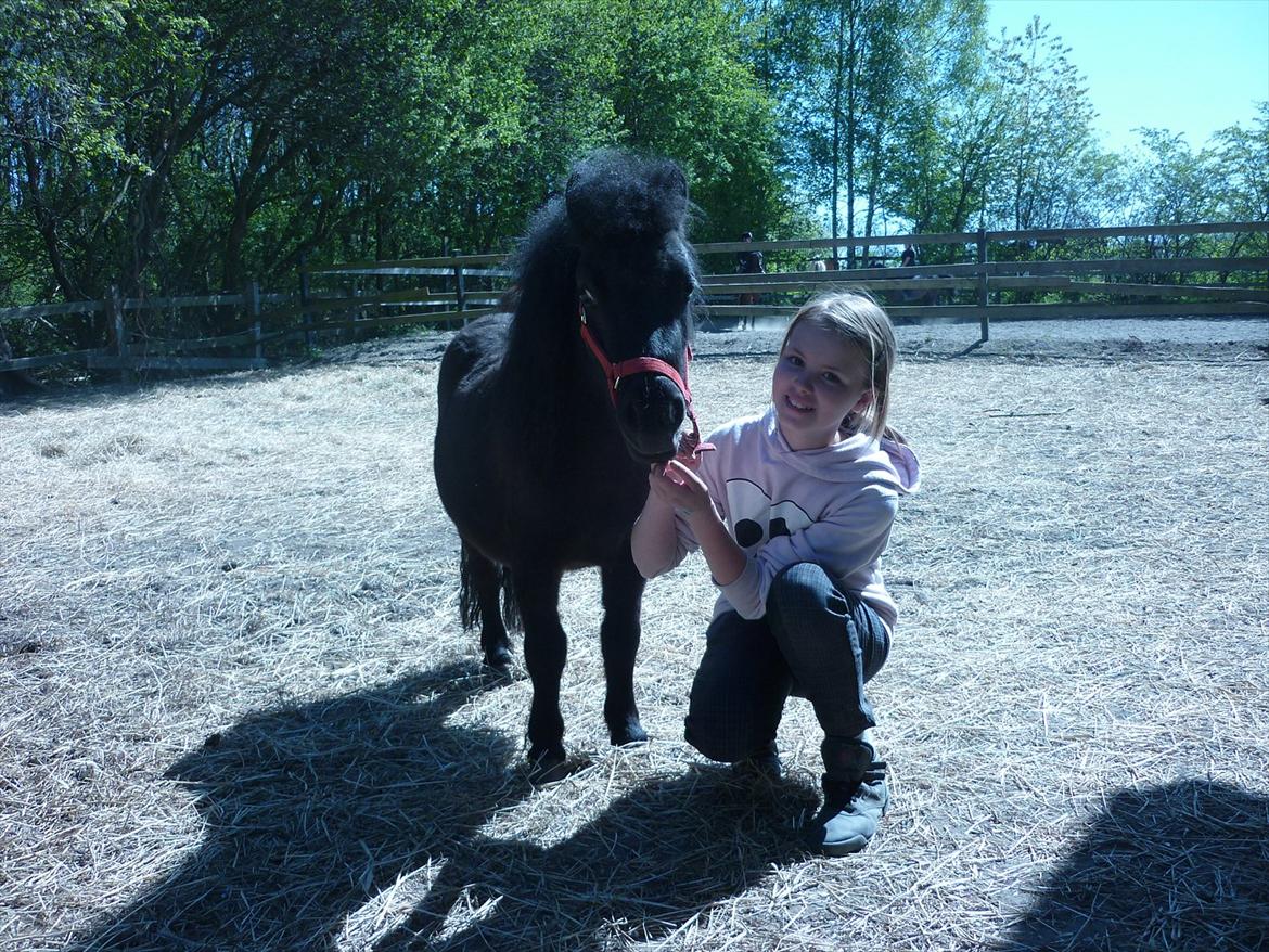 Shetlænder Mejse-mus <3 - MIg og den tykke :D billede 5