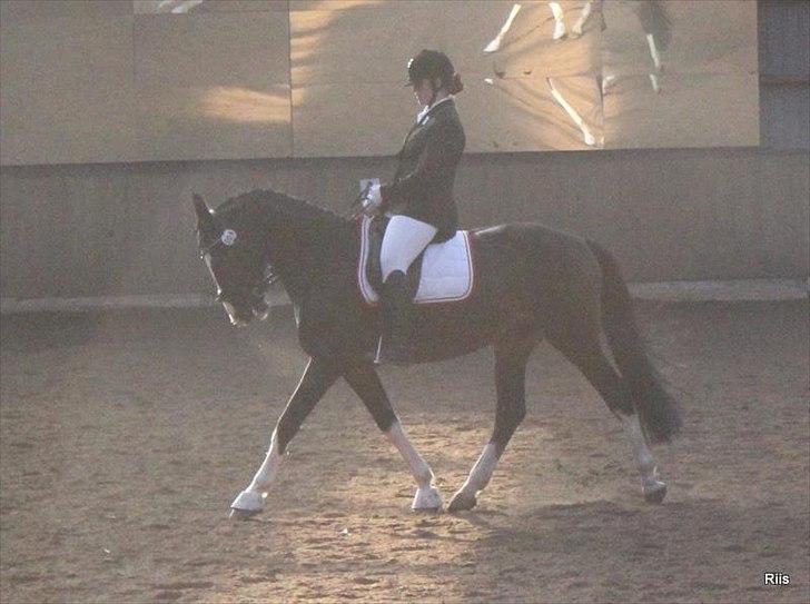 Polsk Varmblod Igen - Stævne SRKS d. 23. oktober 2011 billede 11