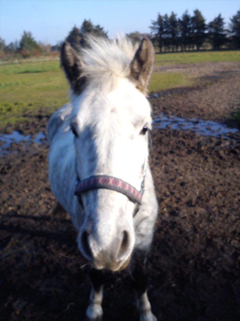Anden særlig race Elvis(pelsdyret)(slogt):'( billede 3