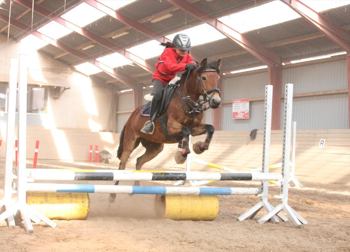 Gotlandsruss Bolina *Solgt&Savnet<3* - Springkursus :)) billede 3