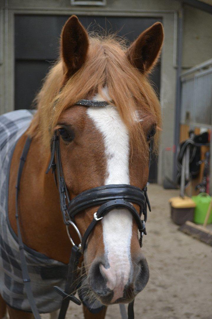 Anden særlig race Thunder Boy - Velkommen til Thunder Boy's profil, smid gerne en bedømmelse og en kommentar :-) billede 1