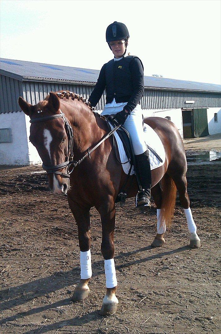 New Forest Igor <3 - Efter vores først dressur stævne.
LD2 - 63,89 %
Og en delt 6 plads!<3
Foto af - Emma Tønnesen. billede 10