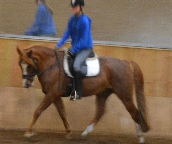 Anden særlig race Thunder Boy billede 2