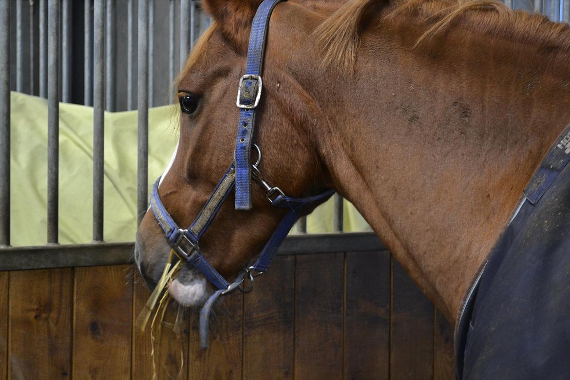 Anden særlig race Thunder Boy billede 4