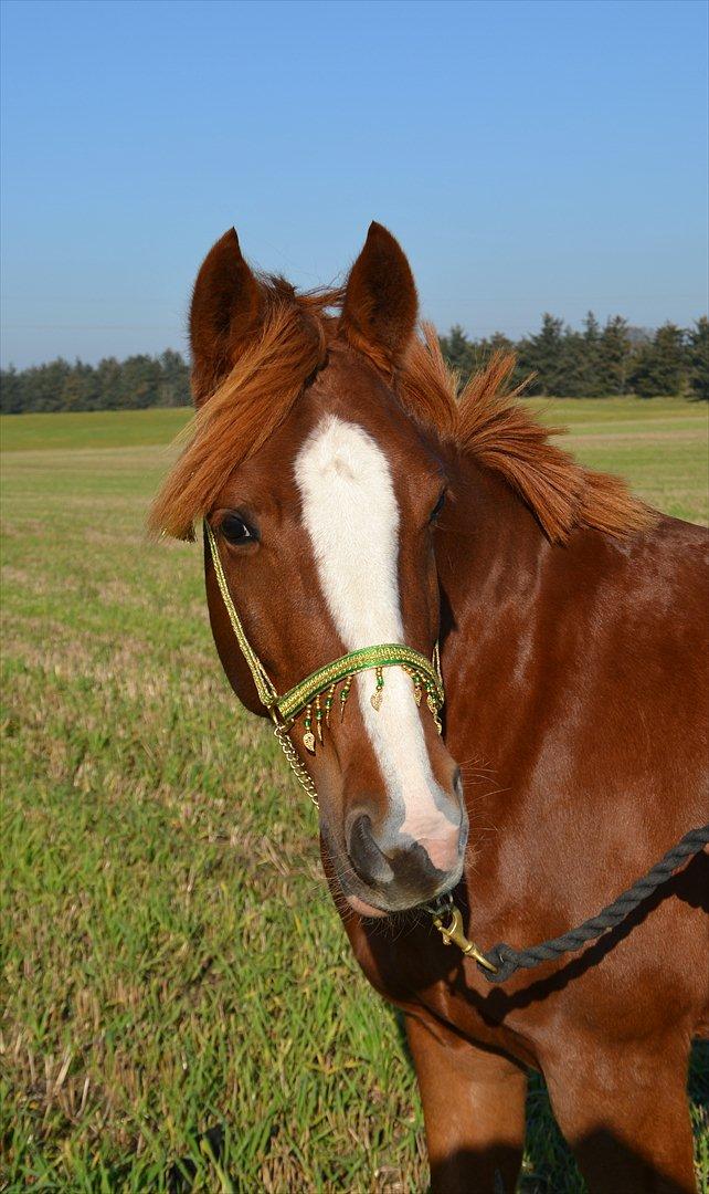 DSP Pour Lady - Lady med show-grime <3 billede 3