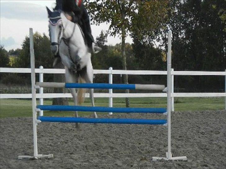 Hollandsk Sportspony Rainy Lake  - Rainy i lækker stil over 110 cm!! F.A.N.T.A.S.T.I.S.K. pony!! :-)<3 billede 18