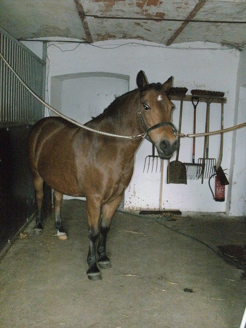 Anden særlig race lucky   - lucky inden 1. stævne billede 1