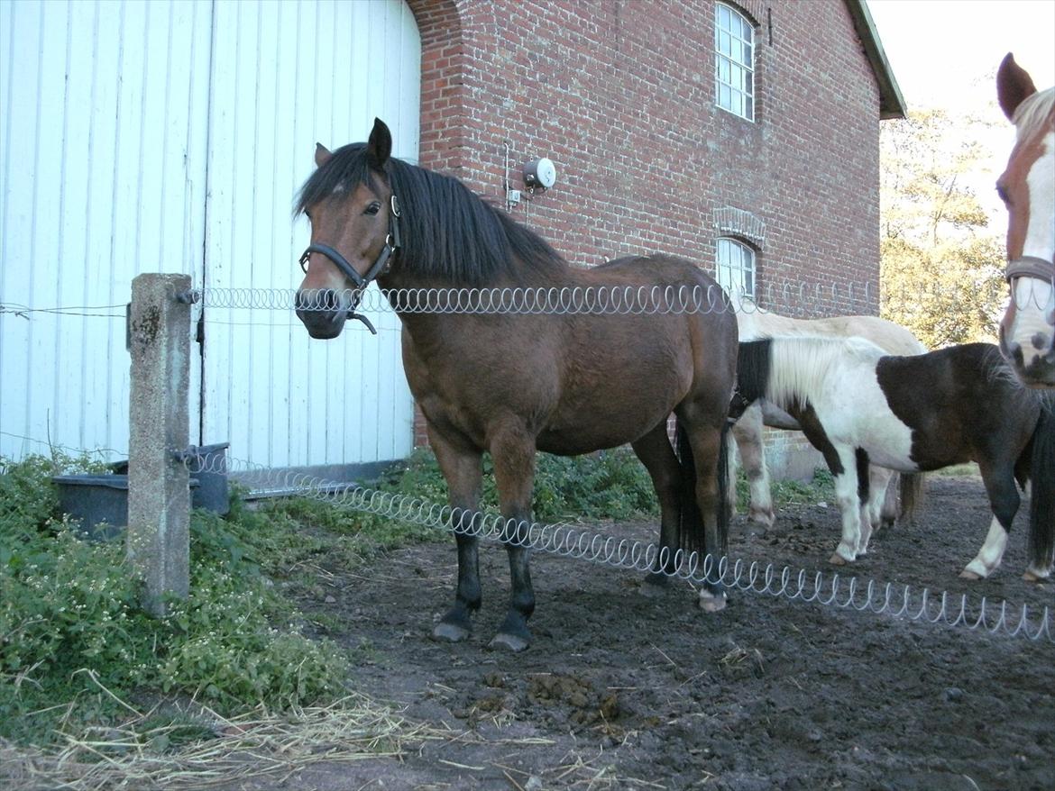 Anden særlig race lucky   billede 2