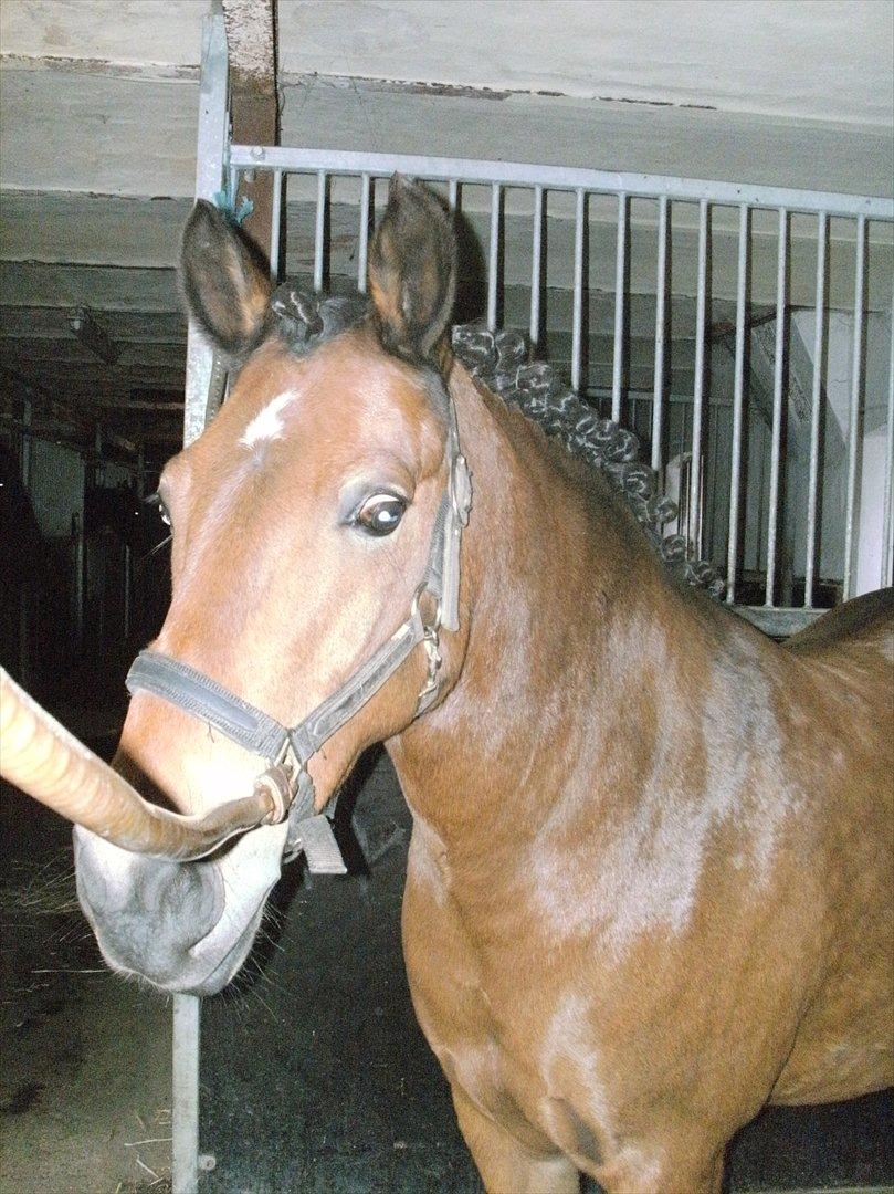 Anden særlig race lucky   - inden stævne billede 3