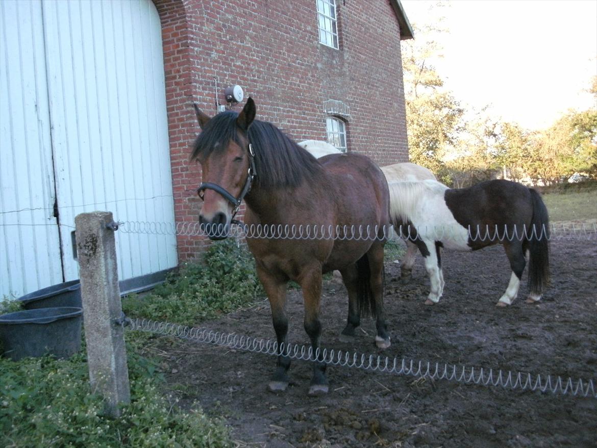 Anden særlig race lucky   - foto: lille thilde på 5 år!  billede 4