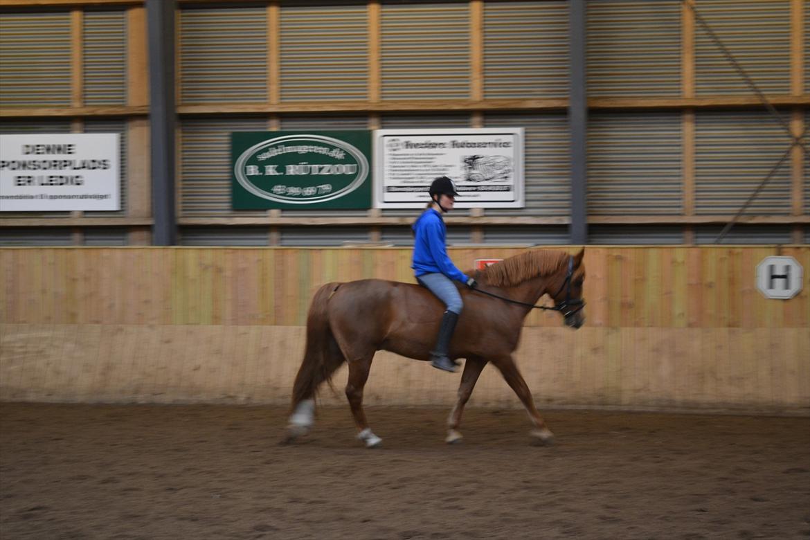 Anden særlig race Thunder Boy - søøøøde<3 billede 8