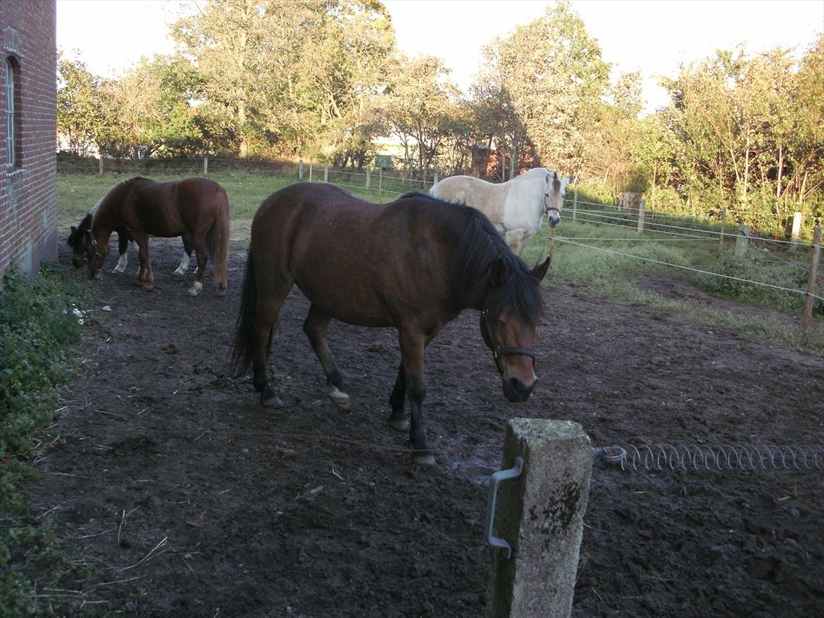 Anden særlig race lucky   billede 5