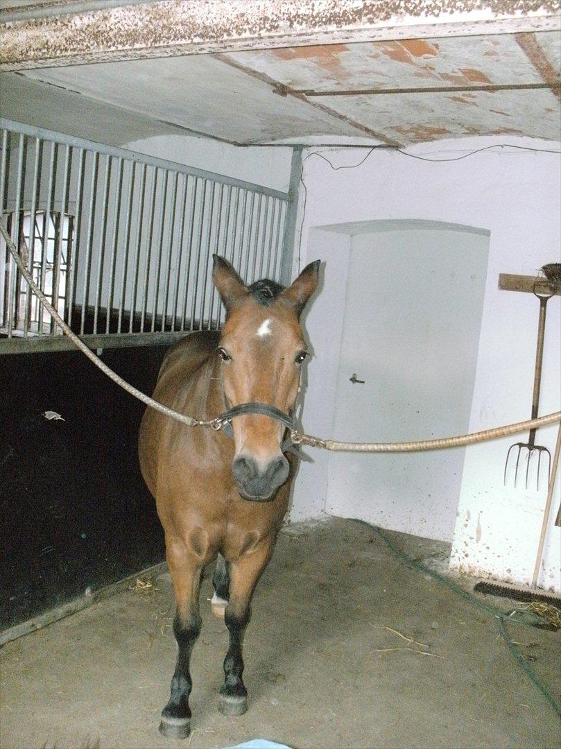 Anden særlig race lucky   - inden stævne  billede 6