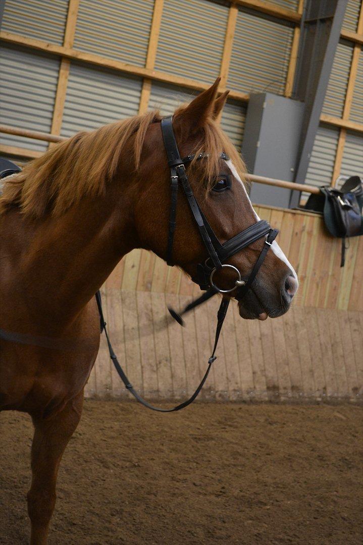 Anden særlig race Thunder Boy - Smukke pony<3 billede 10