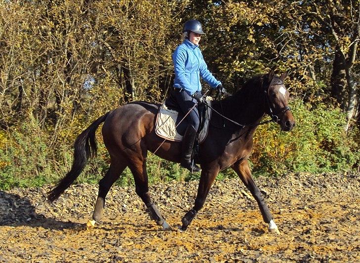 Dansk Varmblod Royal One Cruizer - 23. Oktober 2011

Er stolt af min bette hest. Første gang med rytter siden foråret.  billede 20