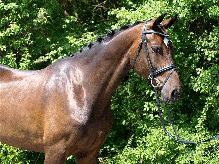 Dansk Varmblod Hoecks Donavan billede 17