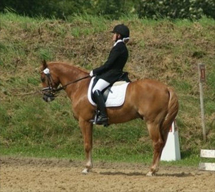 Welsh Pony af Cob-type (sec C) Westerhuis Jorik<3A pony!!! - Landsstævne Hjallerup billede 8