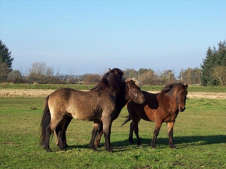 Islænder Taktur fra Engholm - Taktur Gleipnir og Máni <3 billede 11