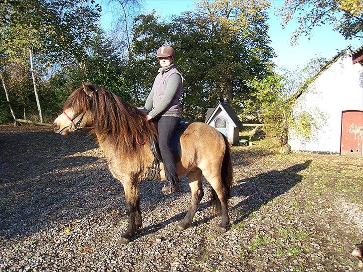 Islænder Taktur fra Engholm - 23.10.11
første gang på tur!! :o) billede 12