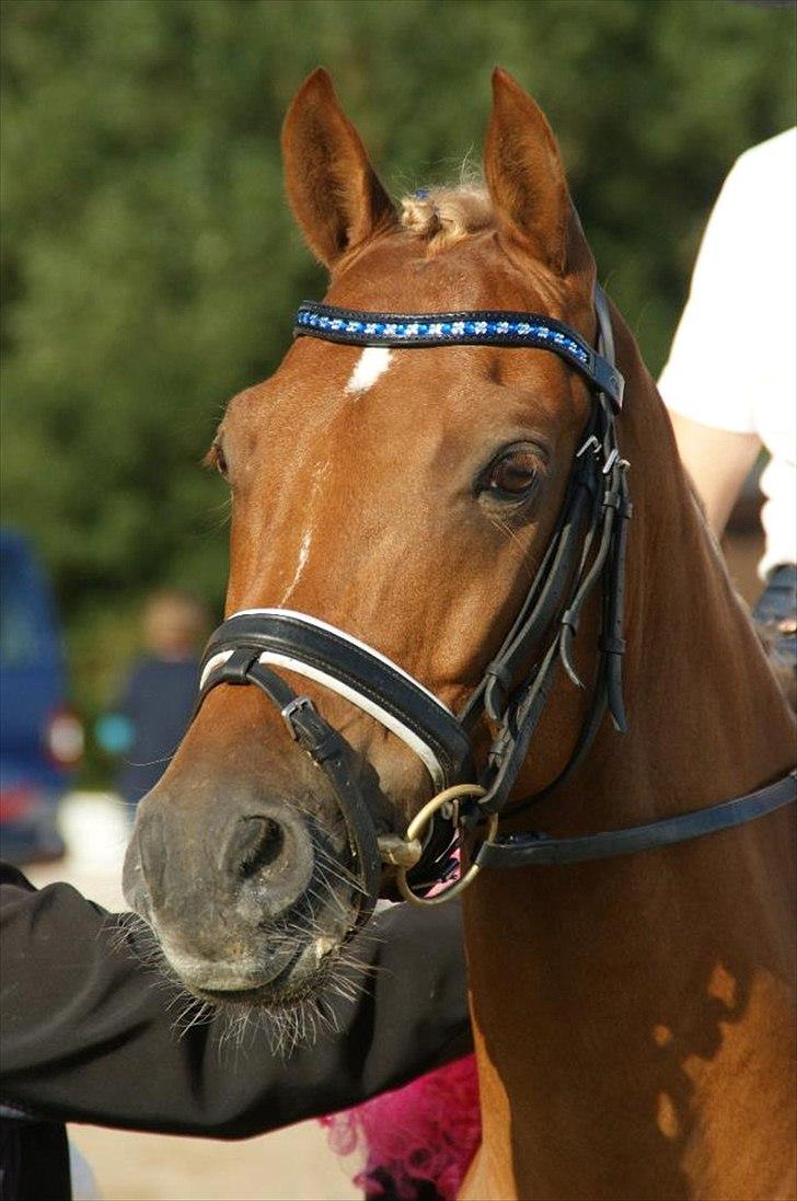 Welsh Pony af Cob-type (sec C) Westerhuis Jorik<3A pony!!! billede 4