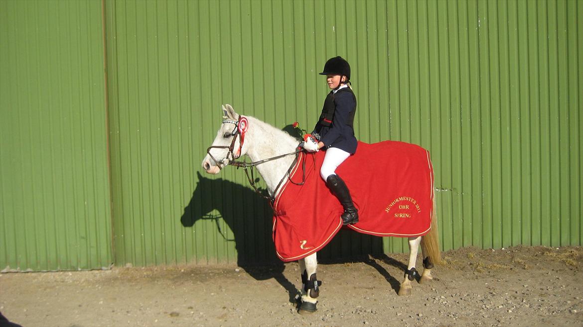 Welsh Partbred (Sec F) West Side Pride Poet - juniormester 2011 OHR. billede 3