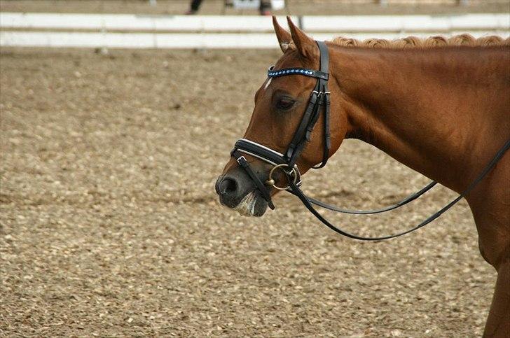 Welsh Pony af Cob-type (sec C) Westerhuis Jorik<3A pony!!! billede 13