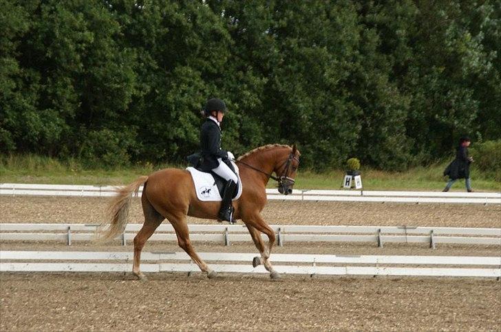 Welsh Pony af Cob-type (sec C) Westerhuis Jorik<3A pony!!! billede 2