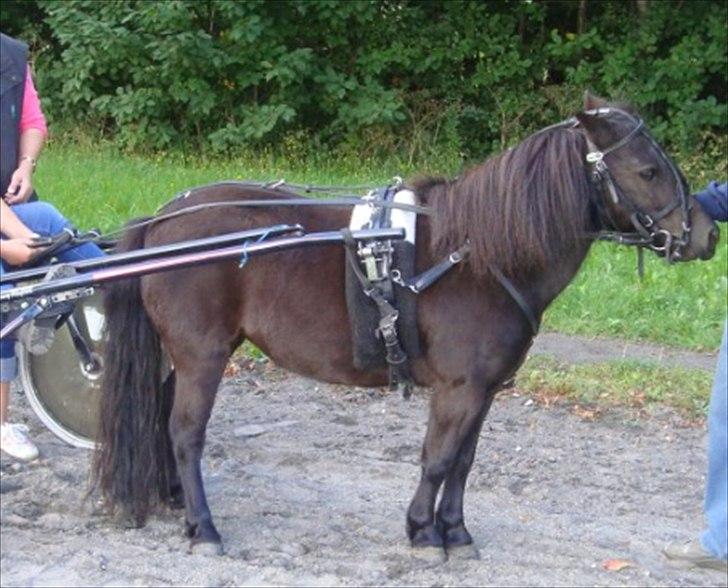 Shetlænder Tulle - Såå smuk<3 billede 12