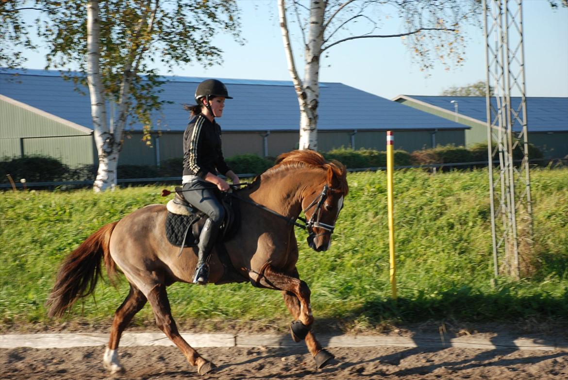 DSP Dalagergårds I-Do billede 1