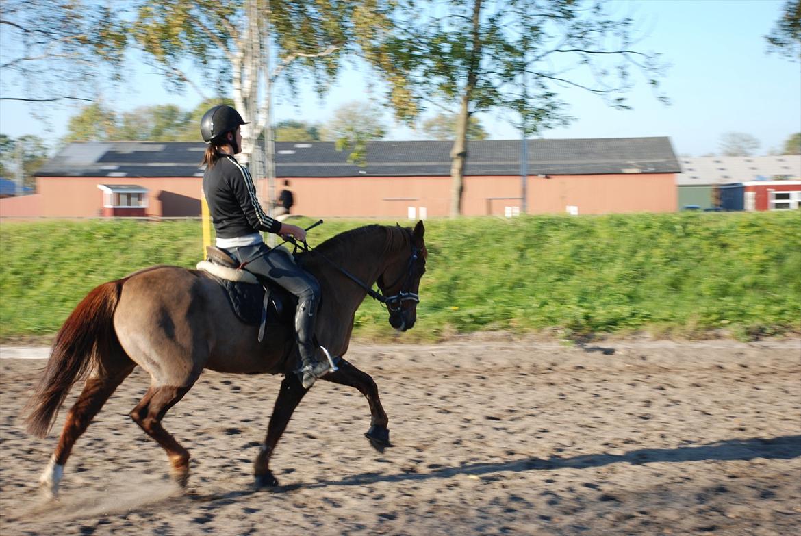 DSP Dalagergårds I-Do billede 3