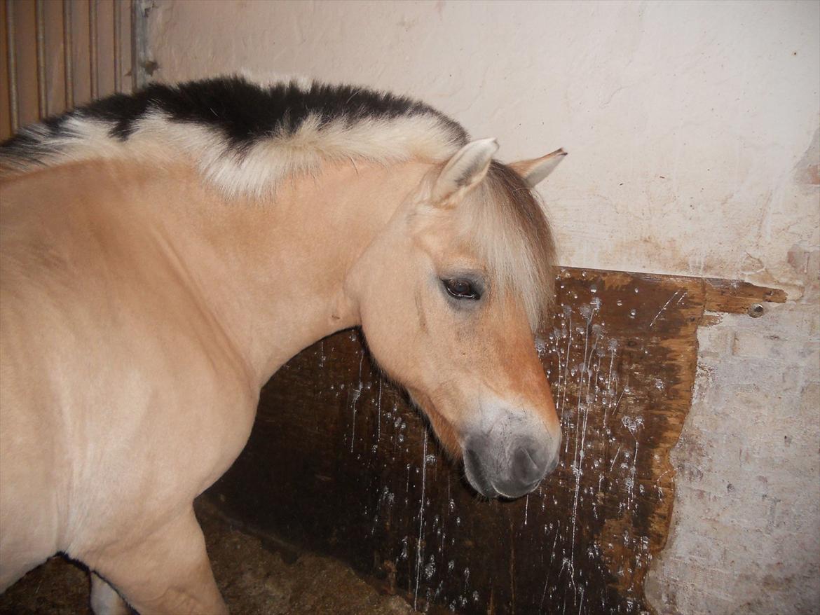 Fjordhest Tilde billede 2