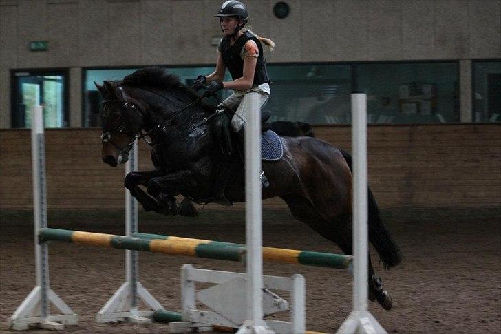 New Forest Alina - Spring træning på SØR billede 5