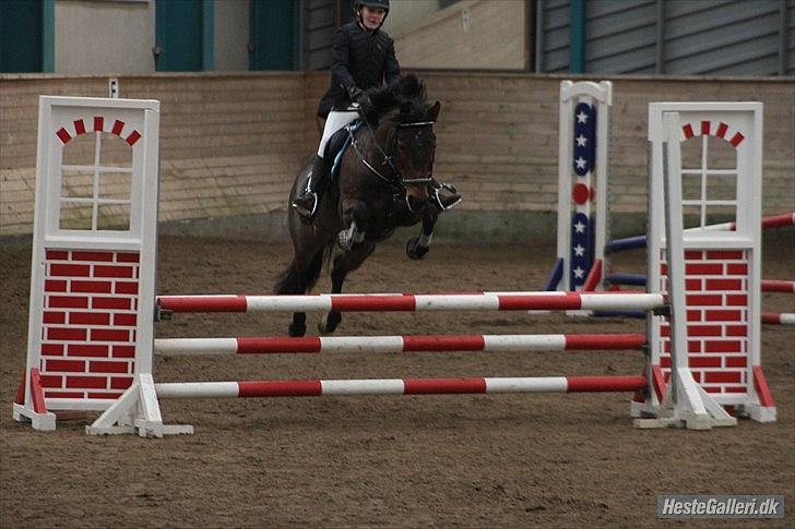 New Forest Alina - lidt stævne på Sør  billede 8