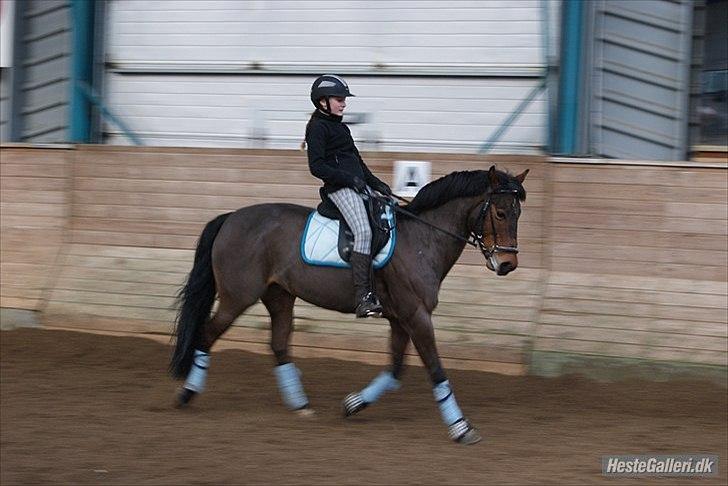 New Forest Alina billede 12