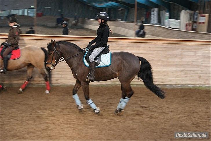 New Forest Alina - Lidt dressur på Sør  billede 9