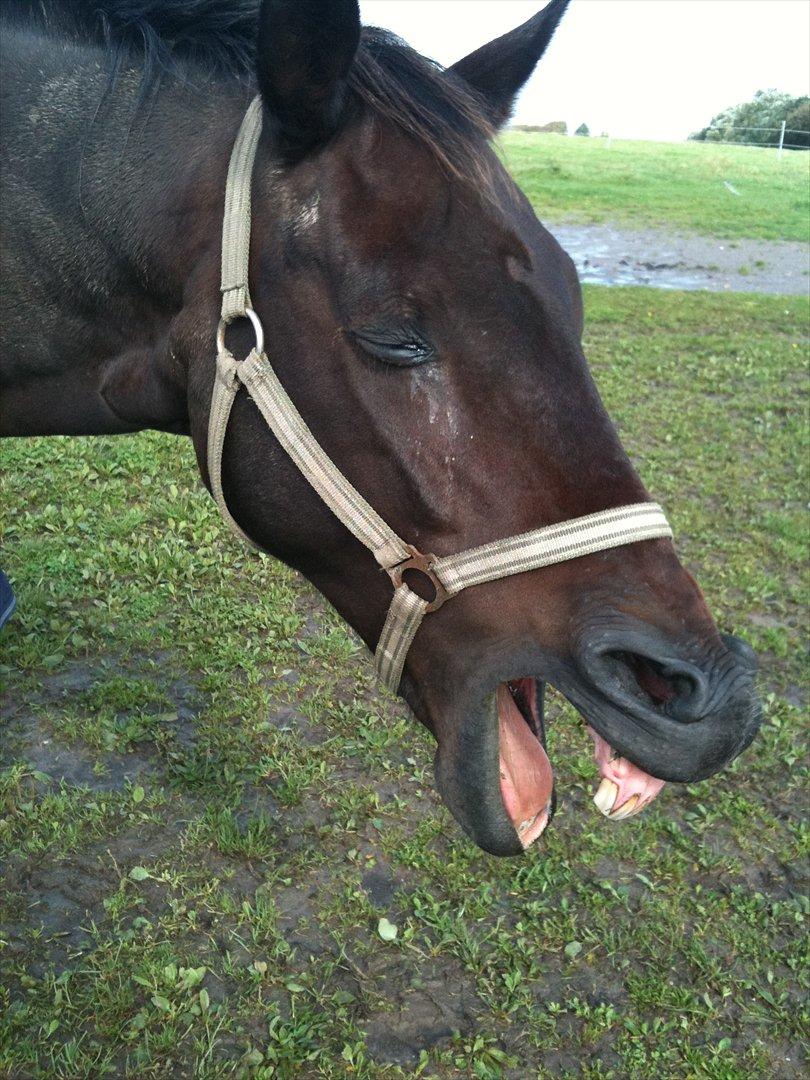 Anden særlig race Dacapo - :-D billede 4