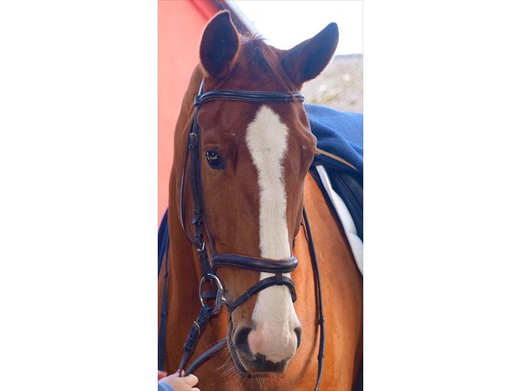 {{currentPhoto.altText}} billede {{currentPhoto.number}}