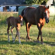 Dansk Varmblod Shakti
