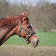 Dansk Varmblod Shakti