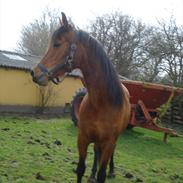 Arabisk fuldblod (OX) Bipotia ox 3279 (Chanel)