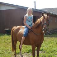 Anden særlig race Cosmo (himmelhest)