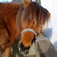 Islænder Fregna fra Bjergbo