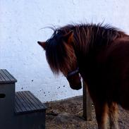 Islænder Fregna fra Bjergbo