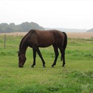 Holstener Højlykkegårds Casino Royal